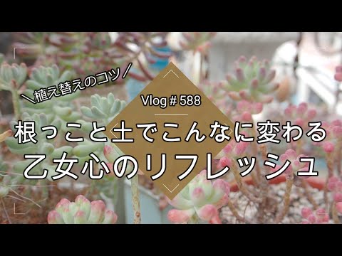 メンテナンス 多肉植物 すぐに繁殖することで有名な能力 古い花を取り除く
