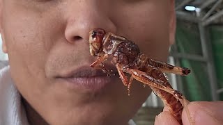 Eating Bugs and unknown creepy crawlers ☠️