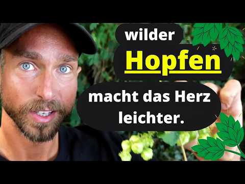 Wilder Hopfen bei Unruhe, Angst, Schlafstörungen und mehr. 3 Teerezepte und Wirkung im Video
