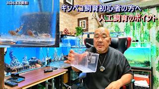 キンペコ飼育初心者の方へ　私が行ってる人工飼育のポイント