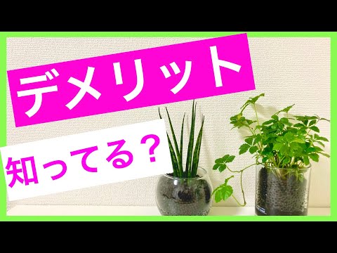 , title : '【観葉植物】意外と知らないハイドロカルチャーのデメリット3選'