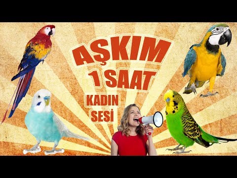 Aşkım sesi Aşkım ses kaydı muhabbet kuşu ve papağan konuşturma kadın sesi