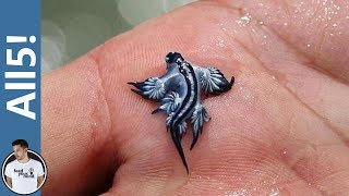 5 Animals You Didn't Know Existed!