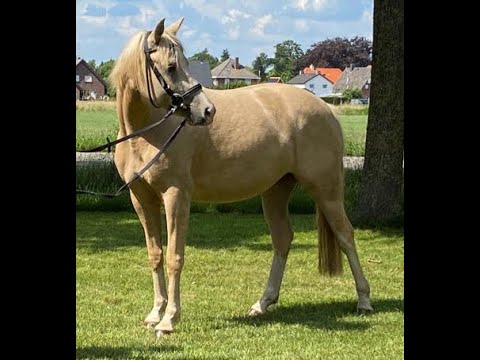 Palomino Ponystute Donnerlittchen von Diamond Touch aus der St.Pr.St. Maskottchen