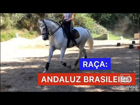 , title : 'GUIA DE RAÇAS: ANDALUZ BRASILEIRO'