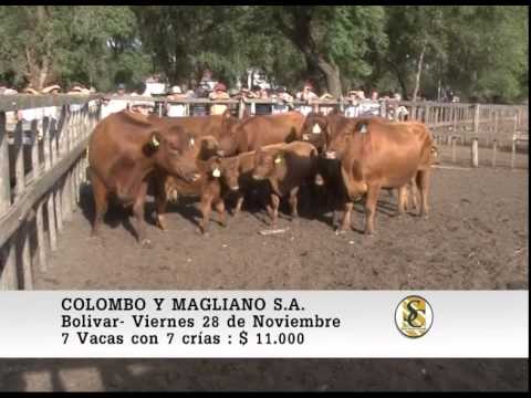 Colombo y Magliano S.A. - Venta Vientres - Bolivar - 28/11/2014