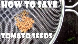 How to Save Tomato Seeds for Personal Use. Step by step instructions.