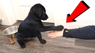 Labrador Puppy Learns To Shake!!