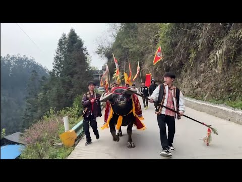 #Asian Trenditional BuffaloFight Village bullking Championship Festival2025, Start to Wining #fight