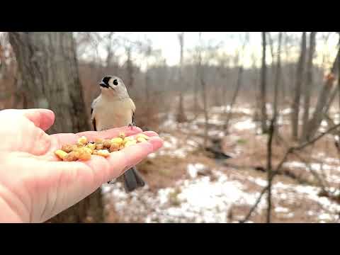 Hand-feeding Birds in Slow Mo - Red-bellied Woodpecker, Tufted Titmice