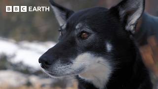 Learning the Art of Dog Sledding | Snow Dogs: Into the Wild | BBC Earth