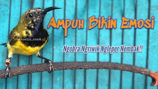 Download lagu Pancingan PALING AMPUH! Bikin Sogon Ngobra–Ngriwik–Ngleper–Auto Nembak! #pancingansogon #sogongacor  mp3
