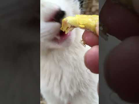 , title : 'POV: Cute Calico CatMom Eating/Licking Chicken In My Hand 😻🔊🤌🍗👅🌿 Satisfying Yummy ASMR'
