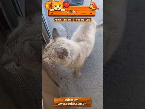 Vídeo de gatinho