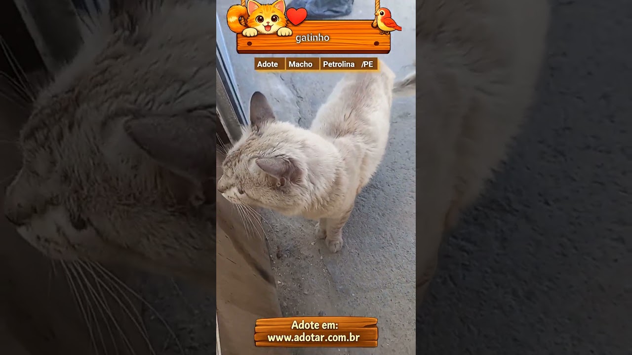 Gato raça SRD-ViraLata idade 1 ano nome gatinho