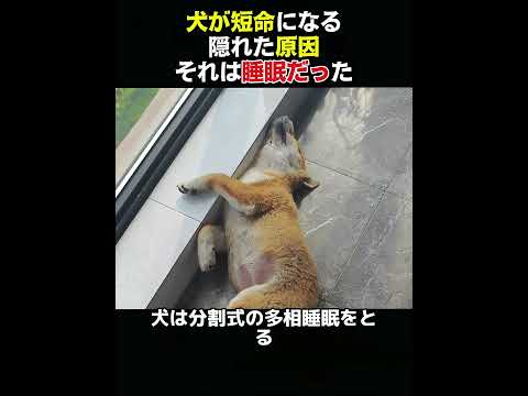 99% の飼い主が知らない犬の睡眠の常識#動物  #動物世界  #animals  #面白い  #funny  #犬