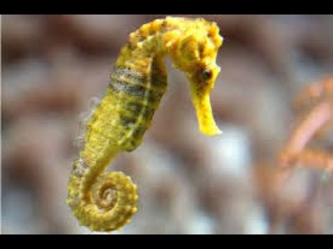Seahorses: The Most Extraordinary Creatures