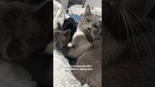 #cat #cute #catvideo #cutecat #funnyvideo #funny