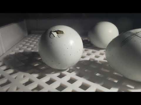 Wachteln schlüpfen... Es geht los