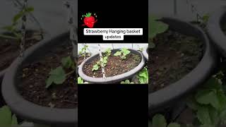 Strawberry Hanging Basket Update 🍓 Huge Growth & What’s Happening Now!