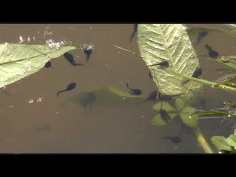 ORCHESTRA "SUONARE MIGLIORA IL MONDO" e WWF BOLOGNA  METROPOLITANA - CANTO PER LA TERRA