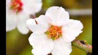 עצי שקדים  לוליק Ladino "Arvolicos D'almendra