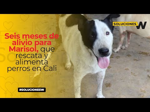 W Solutions: Six months of relief for Marisol, who rescues and feeds dogs in Cali