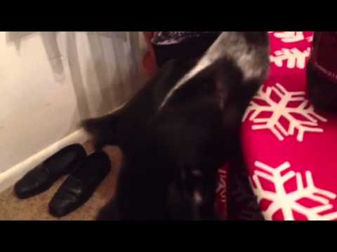 Zarina Imitates Chewbacca