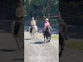 Dream Life ️ Shorts Horse Pony