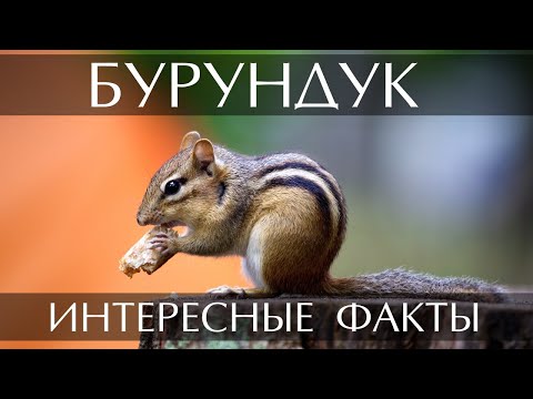 Интересные факты о Бурундуке