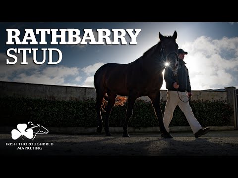 ITM Irish Stallion Showcase 2021 - Rathbarry Stud