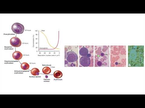 Istologia: Midollo Osseo e Emopoiesi