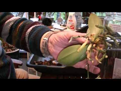 New no ID mini Phalaenopsis repot and a surprise!