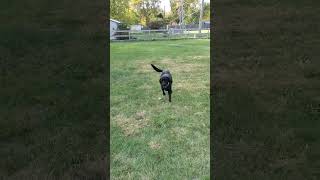 Video preview image #1 Labrador Retriever Puppy For Sale in Wheaton, IL, USA