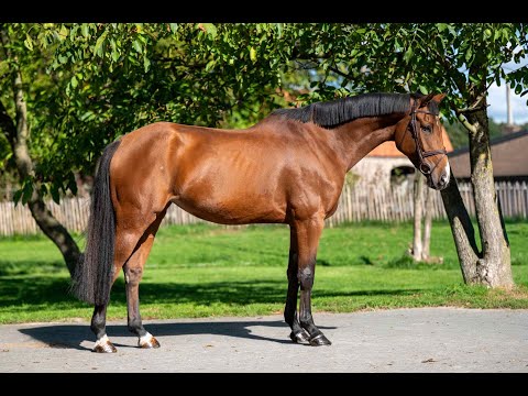 Copa Cabbana Chic Z CASUAL CHIC Z x FLAMENCO DESEMILLY - Video 10 video thumbnail