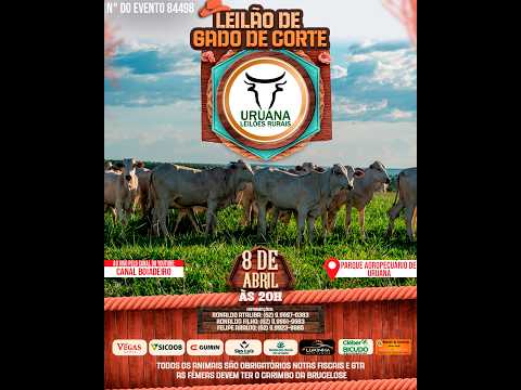 Leilão de Gado -  Uruana Leilões - Leilão de Gado de Corte em Goiás @canal.boiadeiro #live #gado