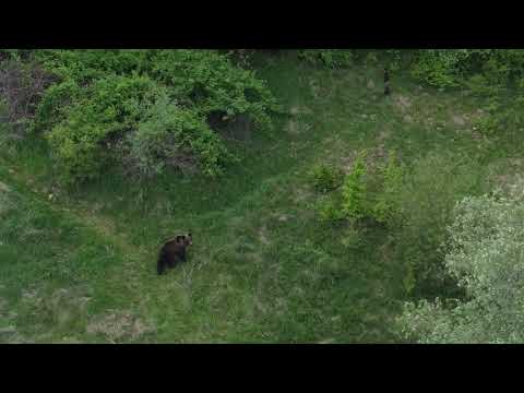 Mackók a Zetelaki gátnál