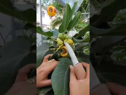 RIGATO DEL SALENTO Crazily sweet! #FIGQueen