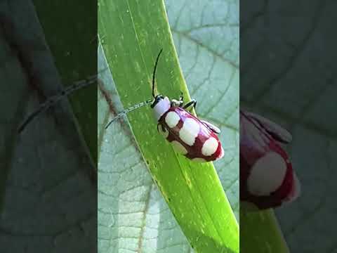 Rota do Ferro, Barão de Cocais!