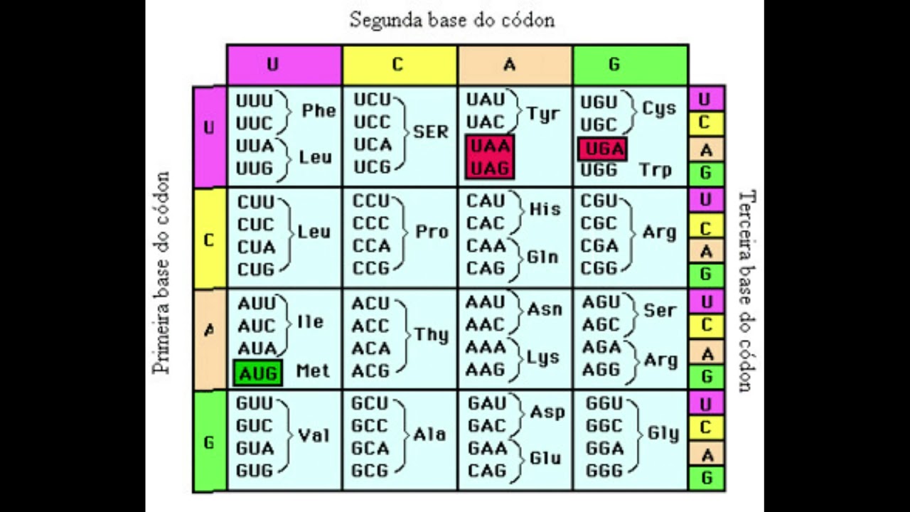 Como ler o código genético?