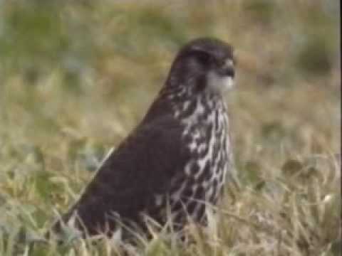 Merlin — the magic falcon (príroda, lov)