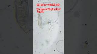 洗面所でウォーキングしてました!I was walking in the bathroom! #shorts #微生物