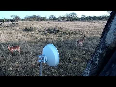Djuma: Nyala bull and then Squirrel and Impala rams - 16:26 - 08/05/2022