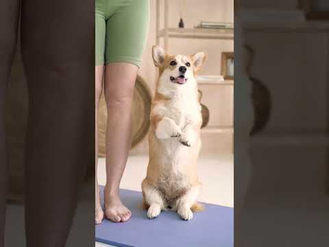 fuuny dogs😆 #funnydogs #shot #perros #doglover #dog #dogs