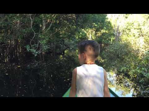 Tariri Lodge, Amazon