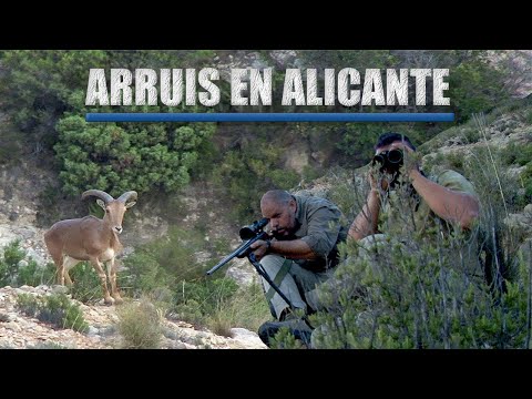 Arruis en Alicante