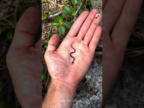 small to big animal transformation ll