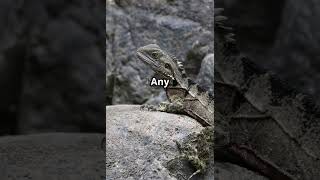 This Animal Drinks Water Through Its Feet!