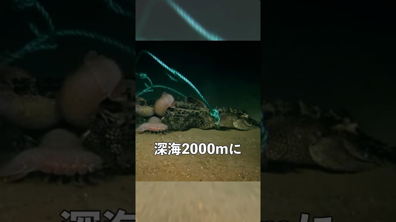 深海2000mにワニを置いた結果がやばい