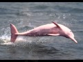 Manzanera & Dias -  "Pink Dolphin"